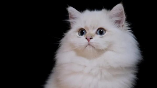 为什么说三个月的猫不好养