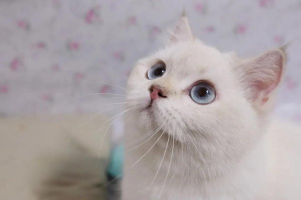 为什么说三个月的猫不好养