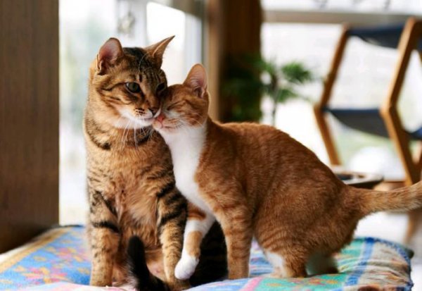 公猫省心还是母猫省心