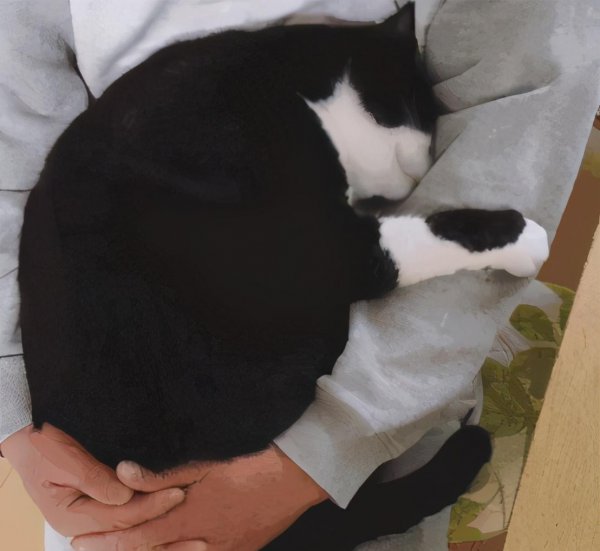 公猫省心还是母猫省心