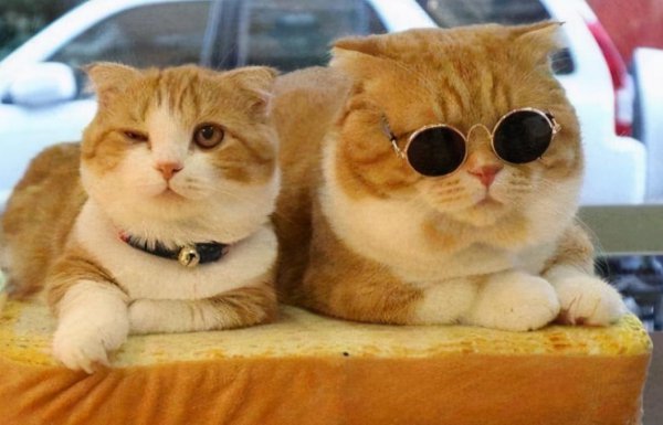 公猫省心还是母猫省心