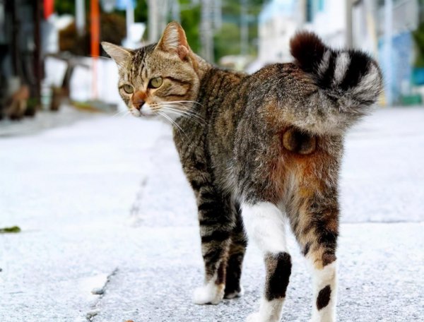 公猫省心还是母猫省心