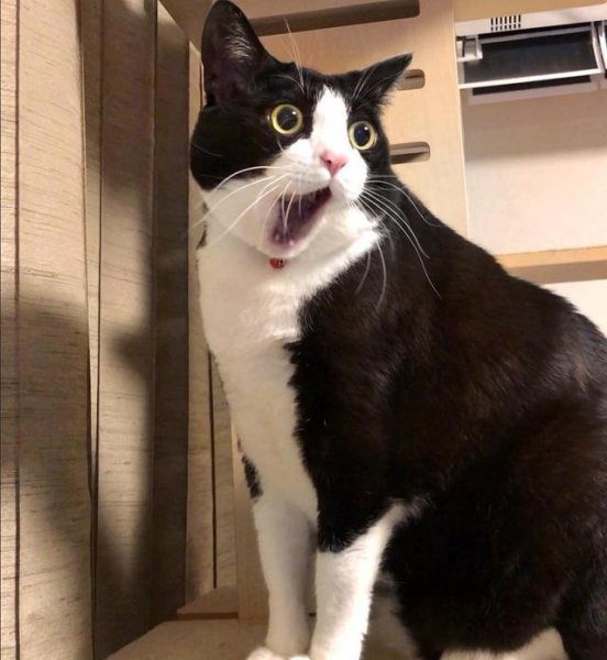 公猫省心还是母猫省心