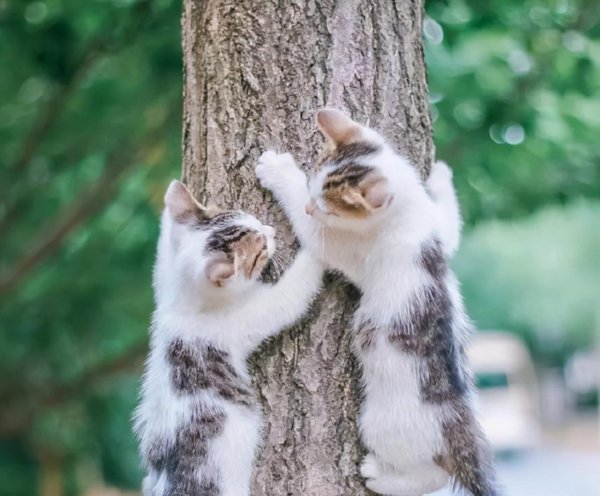 公猫省心还是母猫省心