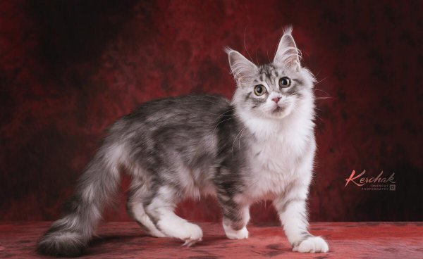 公猫省心还是母猫省心