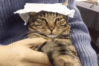 猫咪真咬和假咬区别