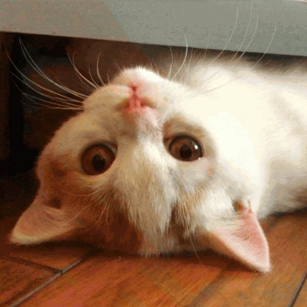 猫咪真咬和假咬区别