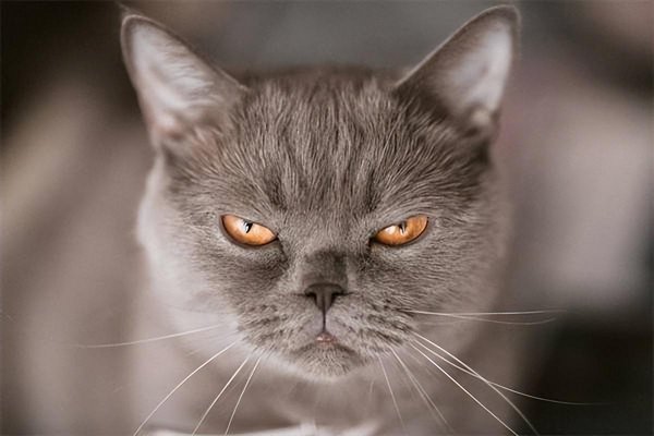 猫咪真咬和假咬区别