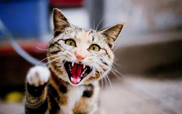 猫咪真咬和假咬区别