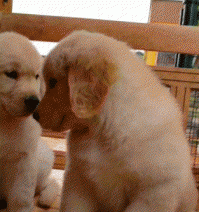 狗狗心理创伤的表现症状