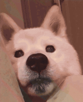 狗狗心理创伤的表现症状