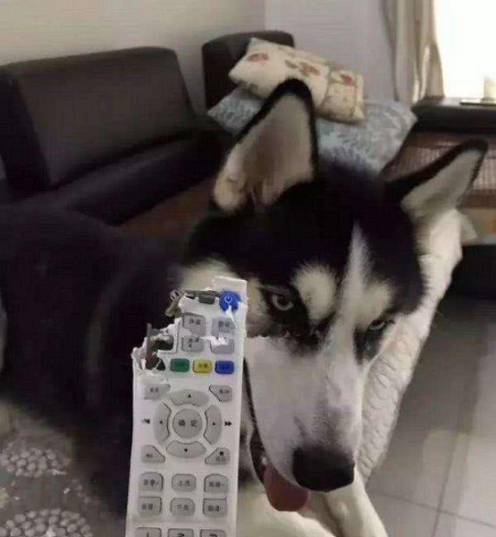 狗狗心理创伤的表现症状