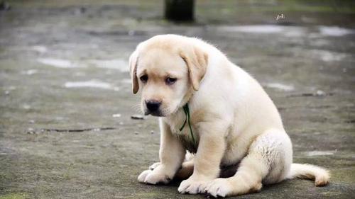 狗狗心理创伤的表现症状