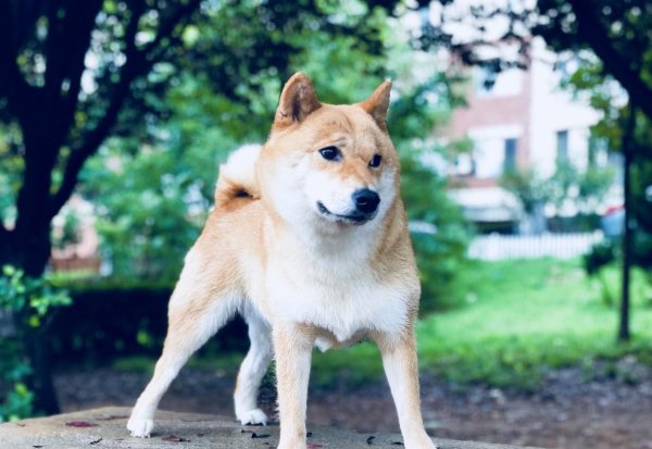 狗狗心理创伤的表现症状