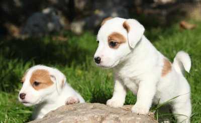 心理学分析喜欢狗的人 喜欢养狗的人有什么性格特点