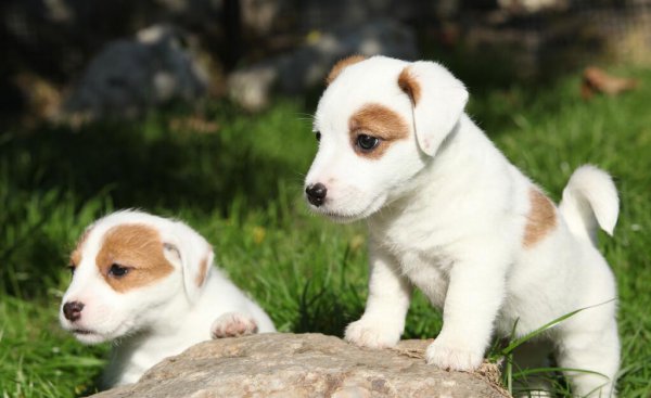 心理学分析喜欢狗的人