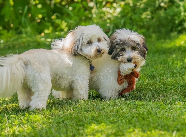 心理学分析喜欢狗的人