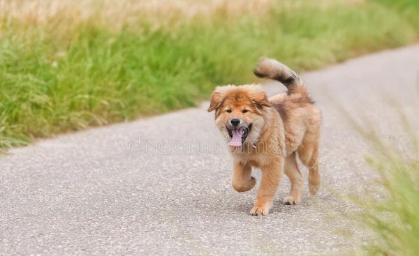 心理学分析喜欢狗的人