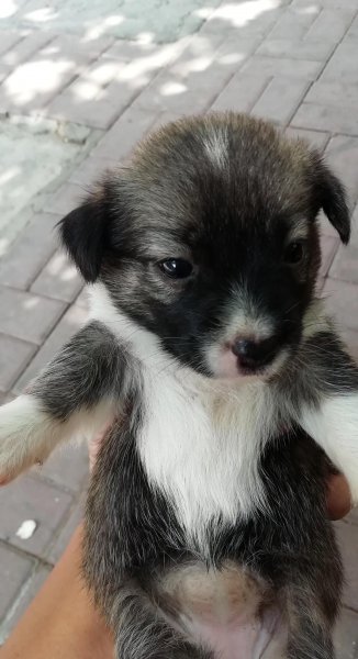 心理学分析喜欢狗的人