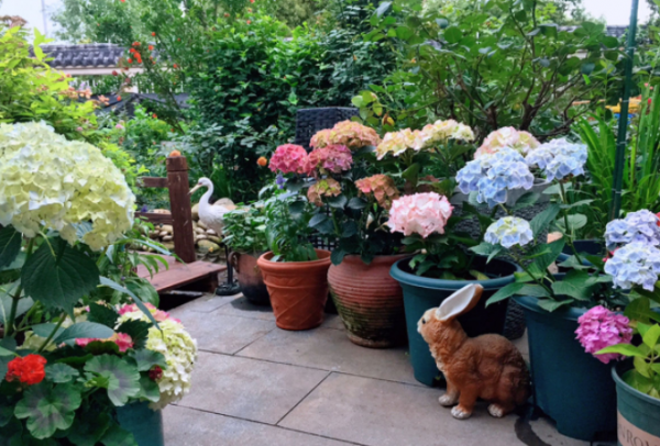 绣球调蓝色的常用方法