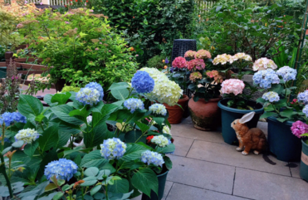 绣球调蓝色的常用方法