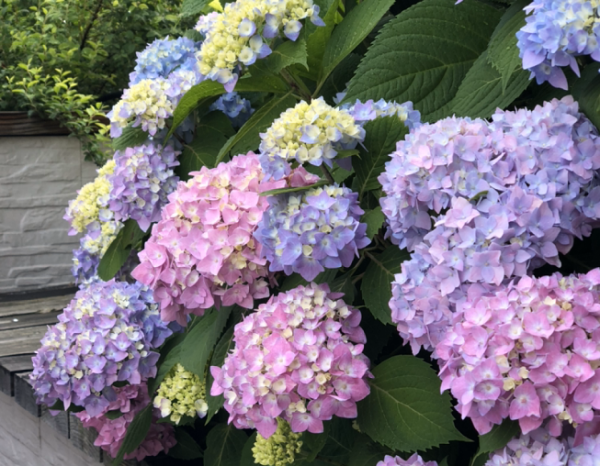 绣球调蓝色的常用方法