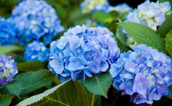 绣球调蓝色的常用方法