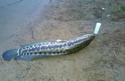 寻找黑鱼的技巧和方法 钓鱼新手如何快速捕捉黑鱼