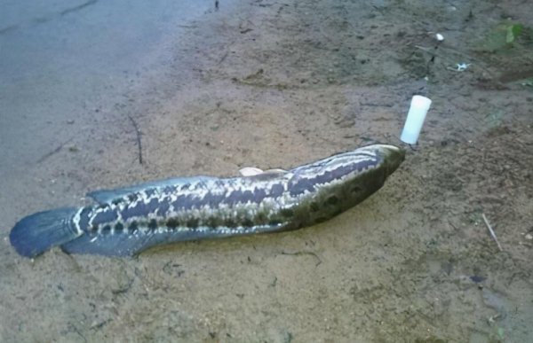 寻找黑鱼的技巧和方法