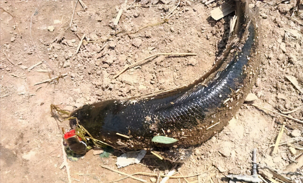 寻找黑鱼的技巧和方法