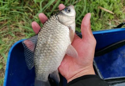 用蚯蚓怎么钓鱼更容易上钩 用蚯蚓钓鱼更快有什么讲究