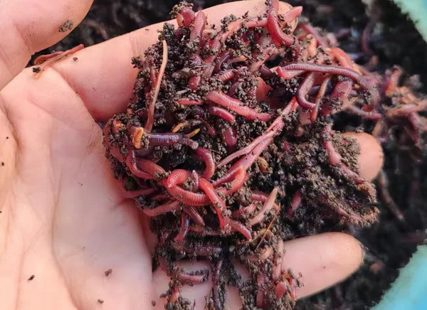 用蚯蚓怎么钓鱼更容易上钩