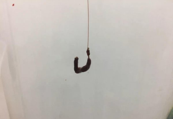 用蚯蚓怎么钓鱼更容易上钩