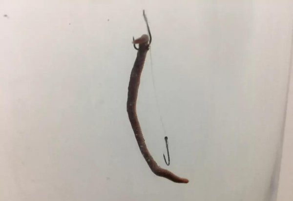 用蚯蚓怎么钓鱼更容易上钩
