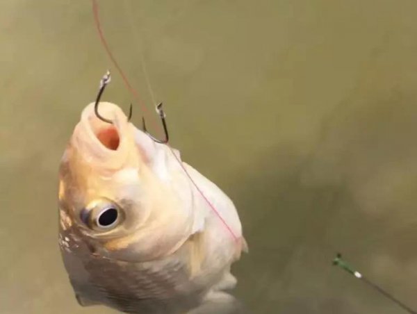 用蚯蚓怎么钓鱼更容易上钩