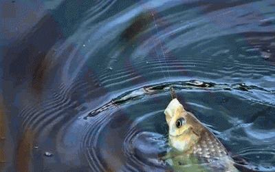 钓鲫鱼窝料的绝密配方大全 钓鲫鱼用什么鱼饵窝料最好