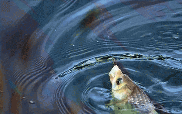 钓鲫鱼窝料的绝密配方大全