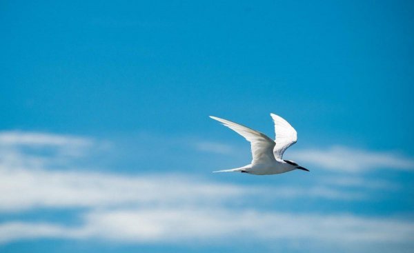 水瓶男和什么星座最配