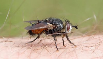 家里苍蝇多怎么才能去除干净 消灭苍蝇的三个妙招