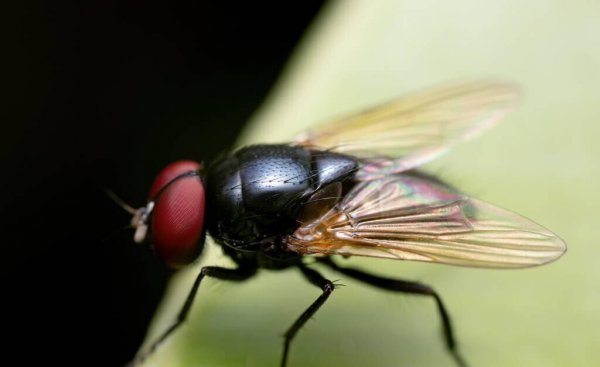 家里苍蝇多怎么才能去除干净