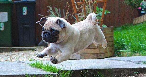 巴哥犬怎么训练大小便