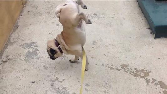 巴哥犬怎么训练大小便