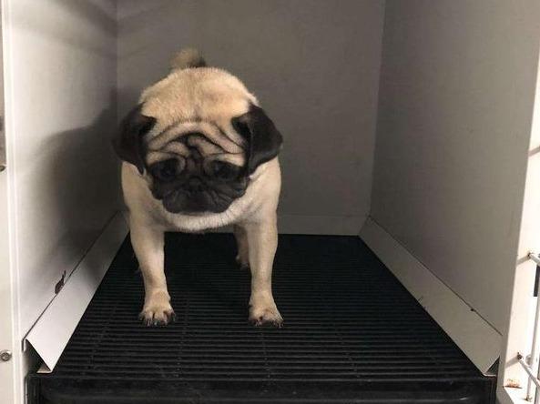 巴哥犬怎么训练大小便