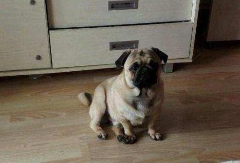 巴哥犬怎么训练大小便