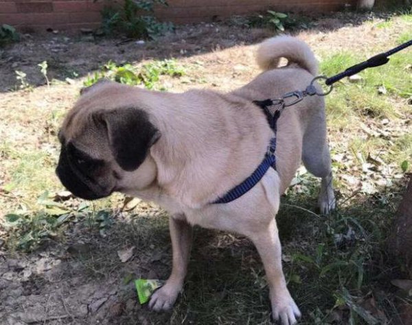 巴哥犬怎么训练大小便