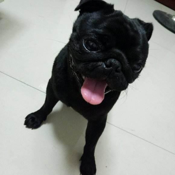 巴哥犬怎么训练大小便