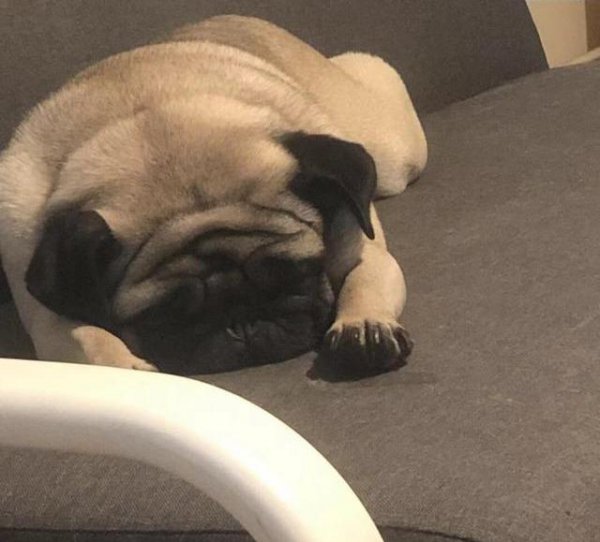 巴哥犬怎么训练大小便