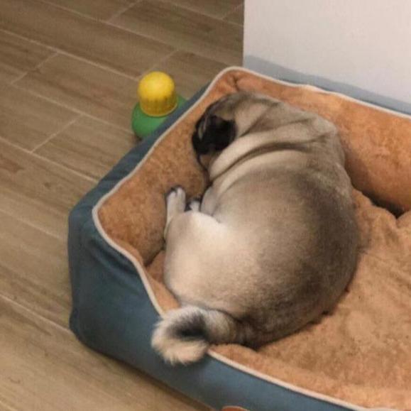 巴哥犬怎么训练大小便