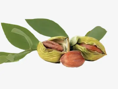 基础油是什么油有哪些