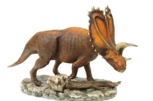 五角龙的资料和图片